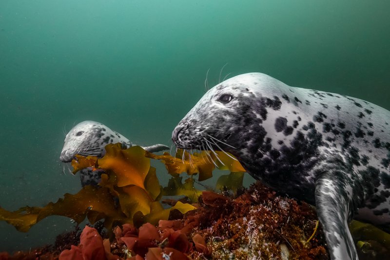 New England Underwater 