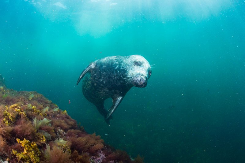 New England Underwater 
